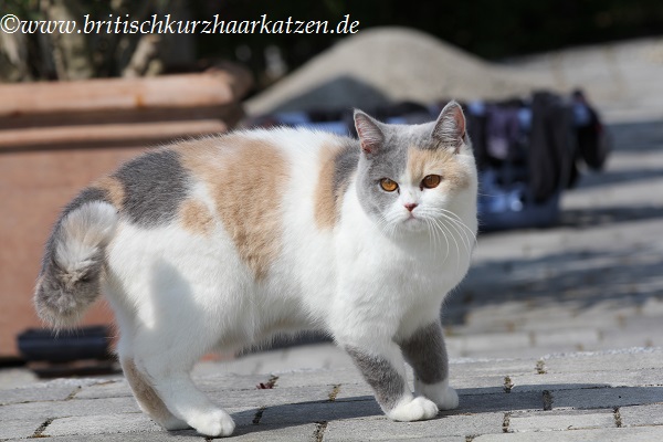 Gretchen26.04.20143