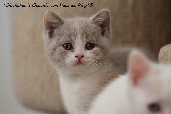 Queenie14.07.2016