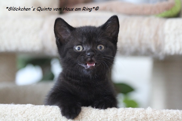 Quinto14.07.2016