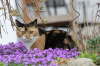 CayenneApril20124