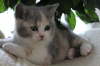 Fee