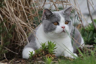 FidelioAprilGarten5