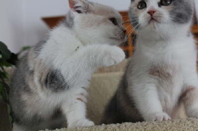 Fuxi und Fee
