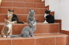 Katzenchor13